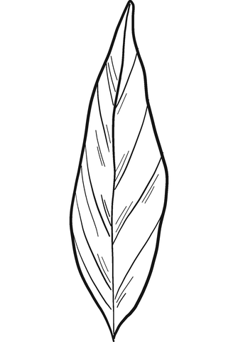 Laurel Leaf Coloring Page